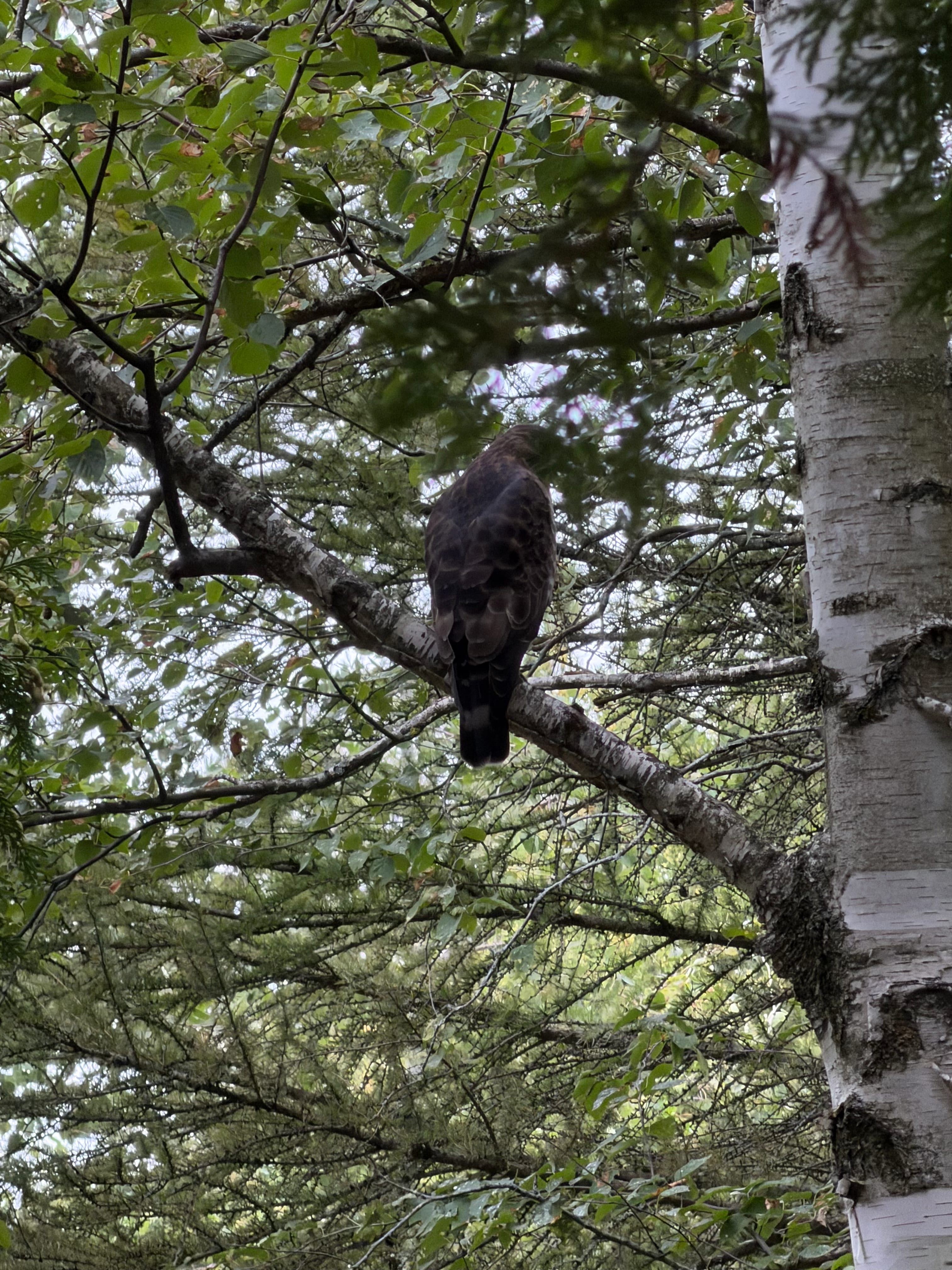 Hawk